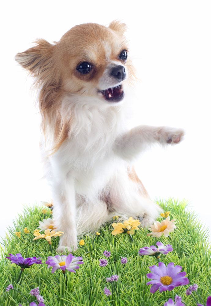 Chihuahua puppy cutie playing in flowers