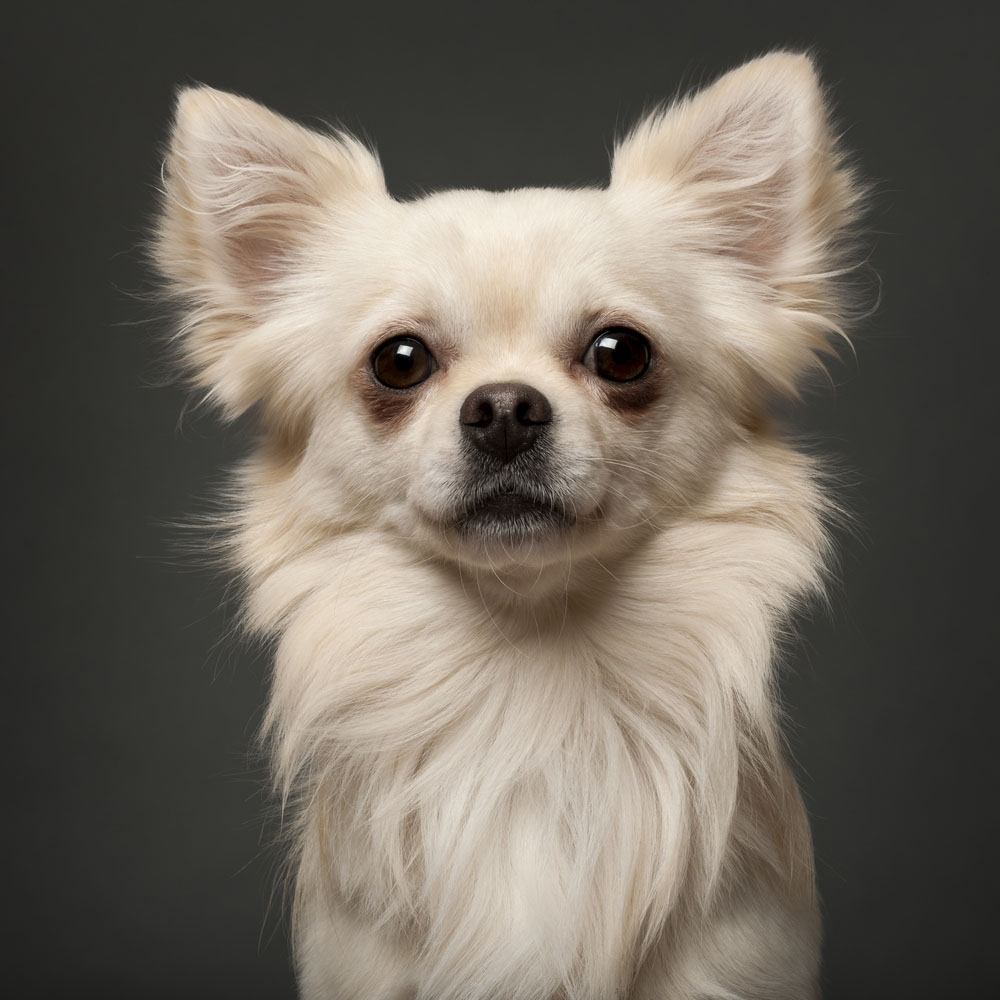 Chihuahua cutie pie