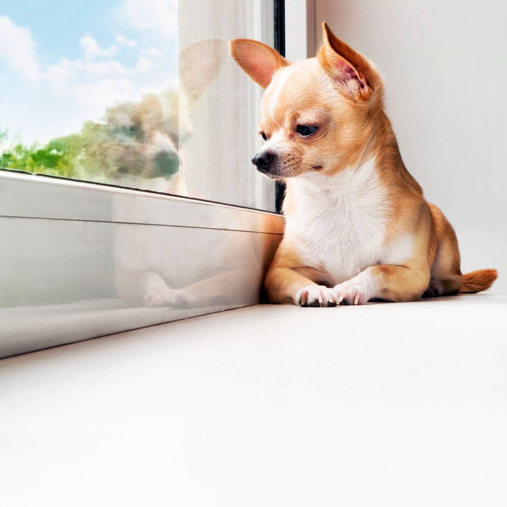 Chihuahua waiting for you to come home