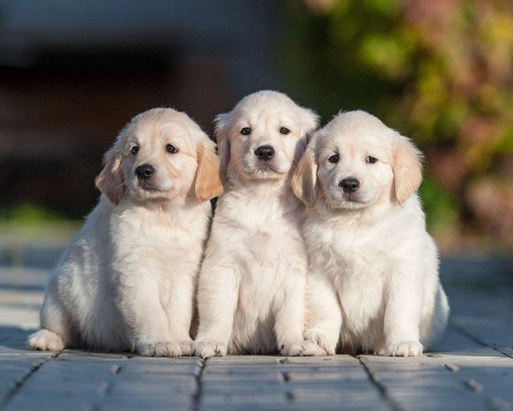 Golden Retriever puppy brother and sisters