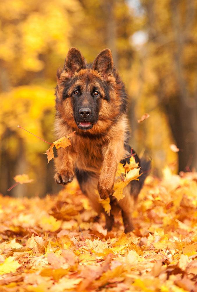 German Shepherd running in fall time leaves