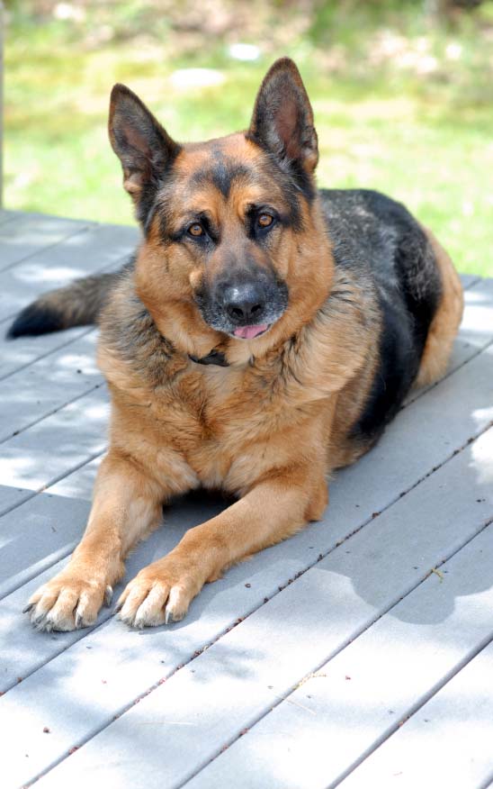 Beautiful German Shepherd standing guard