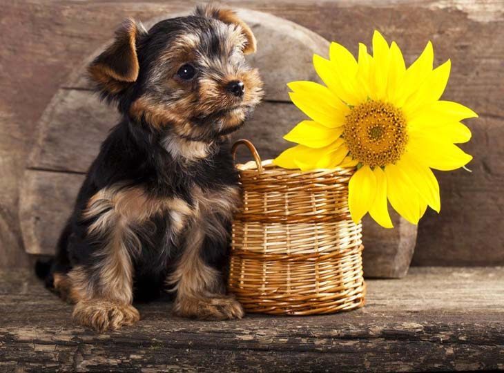 Yorkie cutie pie