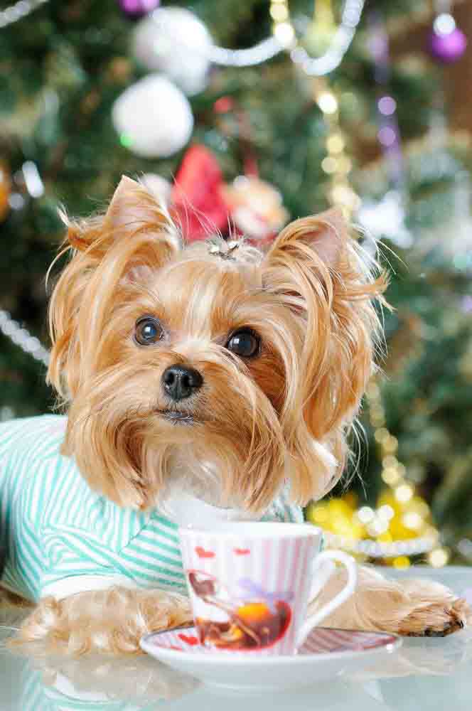 Yorkie puppy having tea