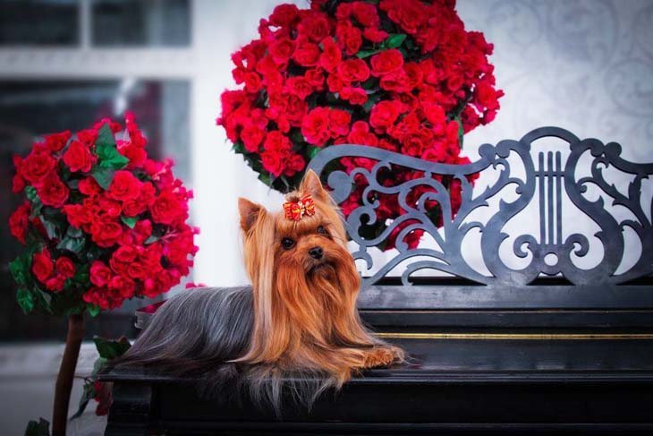 Yorkie enjoying a beautiful day