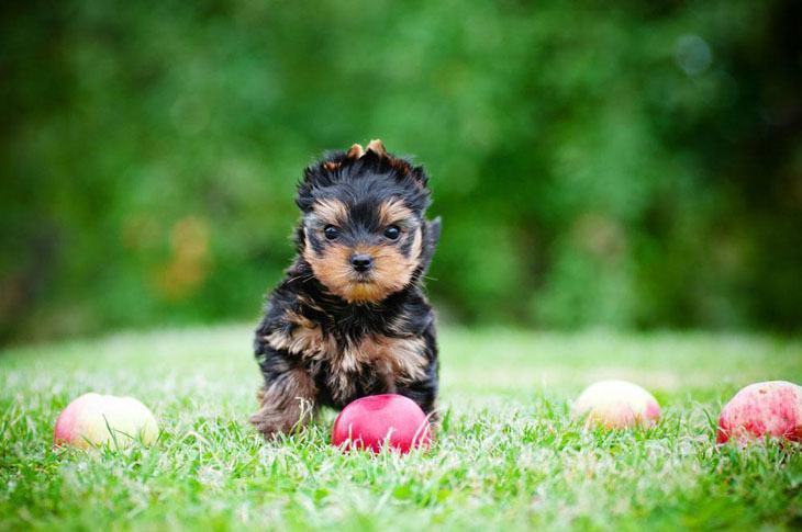 Yorkie chasing down a ball