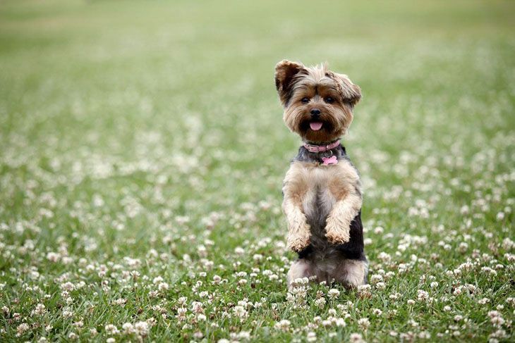 Yorkie cutie standing up for a better view