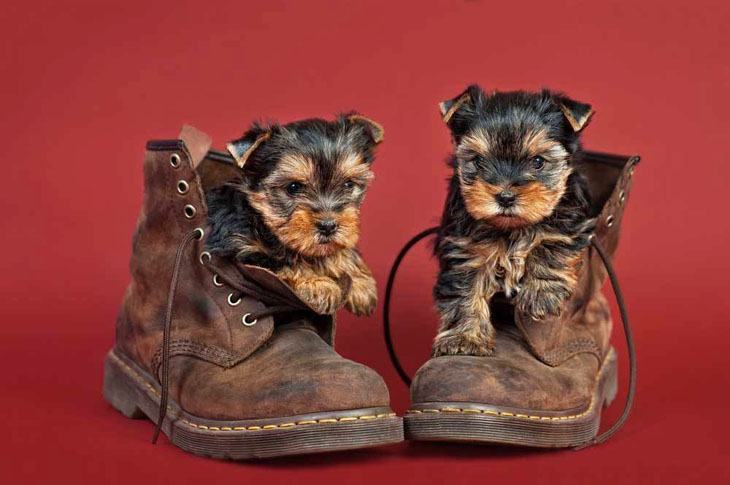 Yorkies stuck in boots