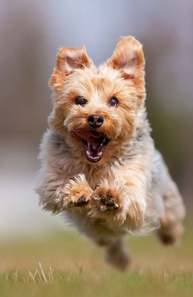 Yorkie running to greet you