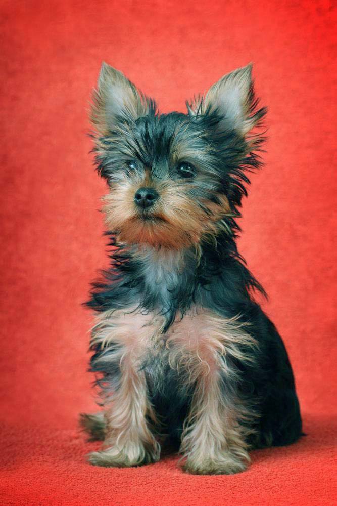 Yorkie puppy waiting for a treat