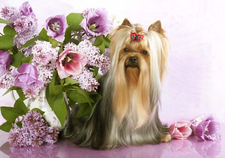 Yorkie looks pretty in purple