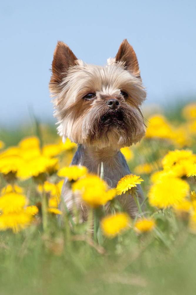 Yorkie cutie loving the springtime