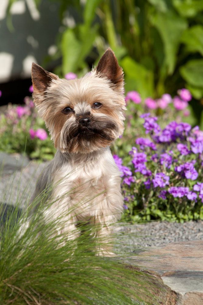 Yorkie puppy strikes a cute pose