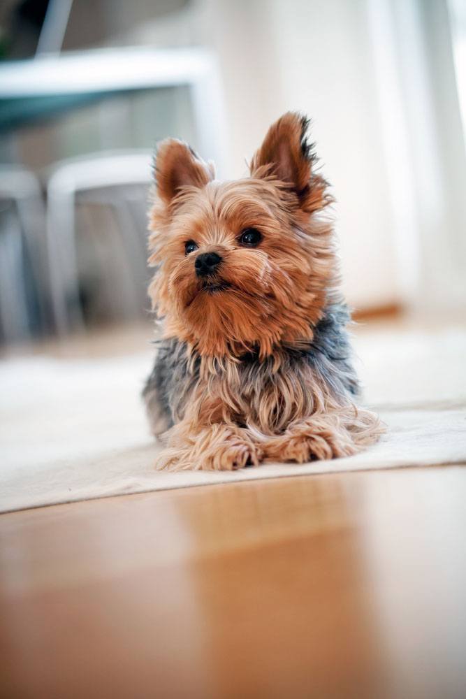Yorkie puppy waiting for walk time