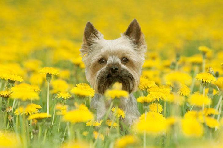 Yorkie having a great time in the flowers