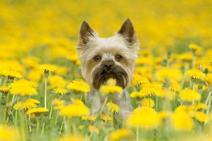 Yorkie having a great time in the flowers