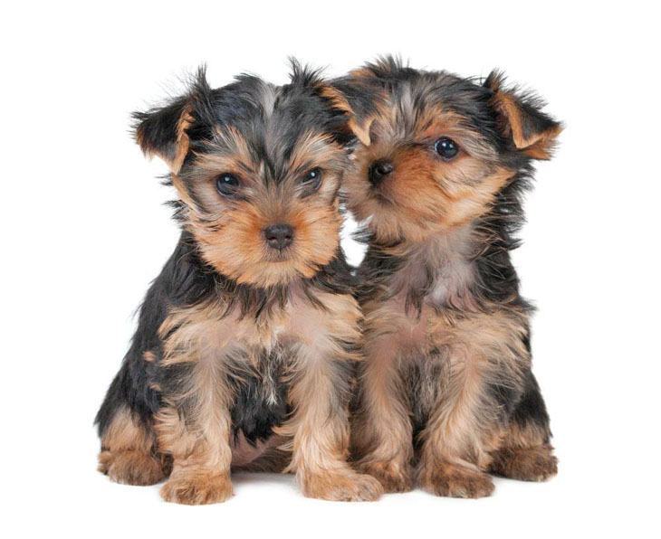 Yorkie puppies sharing a secret