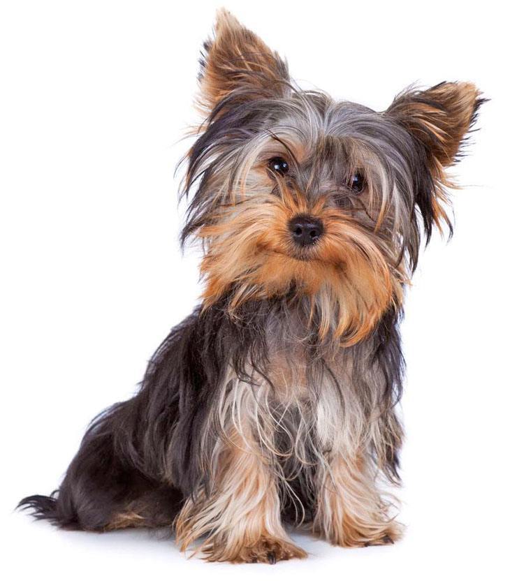 Yorkie puppy waiting for a small dog name