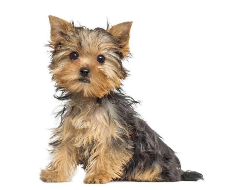 Yorkie puppy cuteness