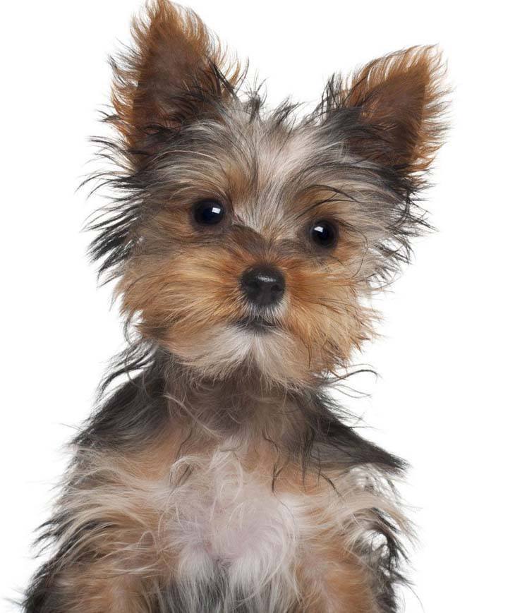 Yorkie looking at you watching him