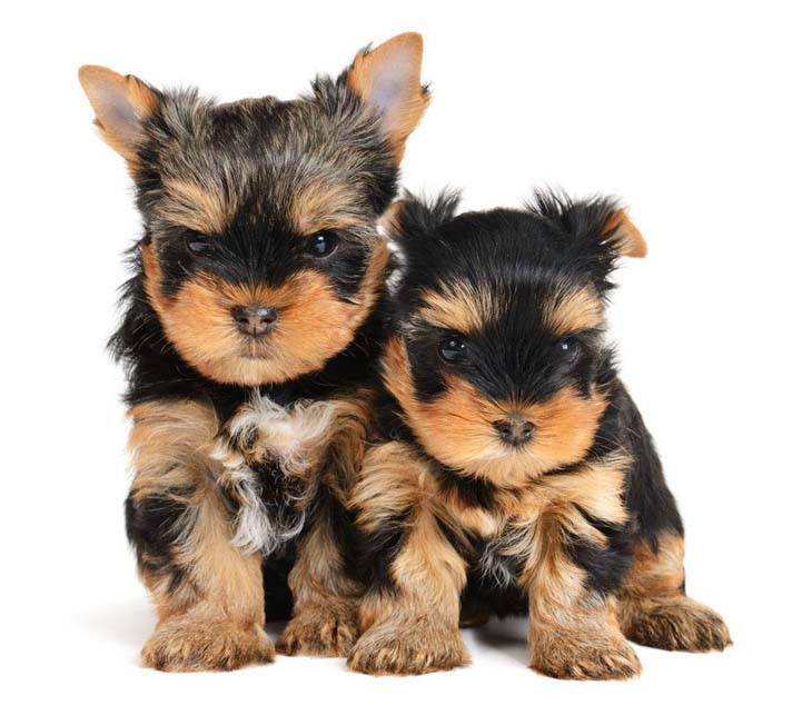 Yorkie buddies