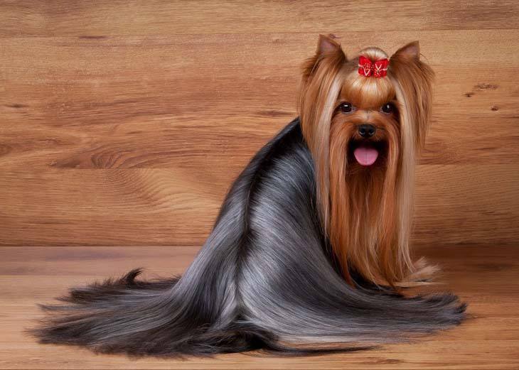 Beautifully groomed Yorkie